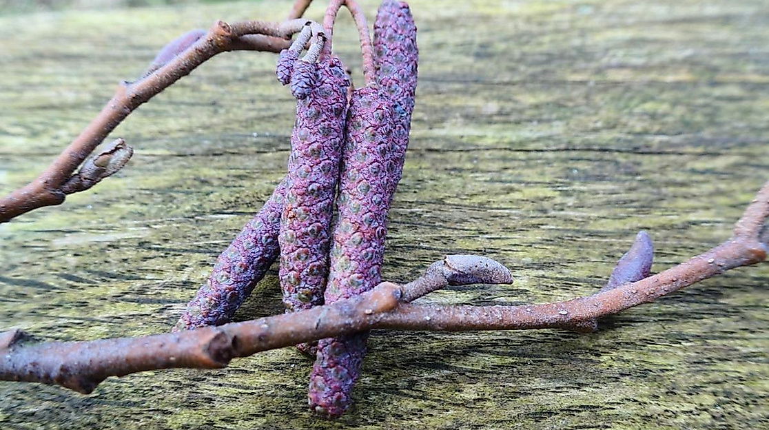 Heilpflanzenexpedition zur Heilkraft der Knospen