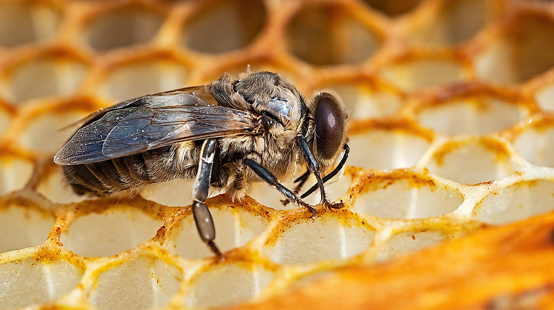 frisch-geschlüpfte Drohne