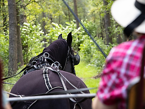 Fahrt mit der Wagonette durch die Südheide