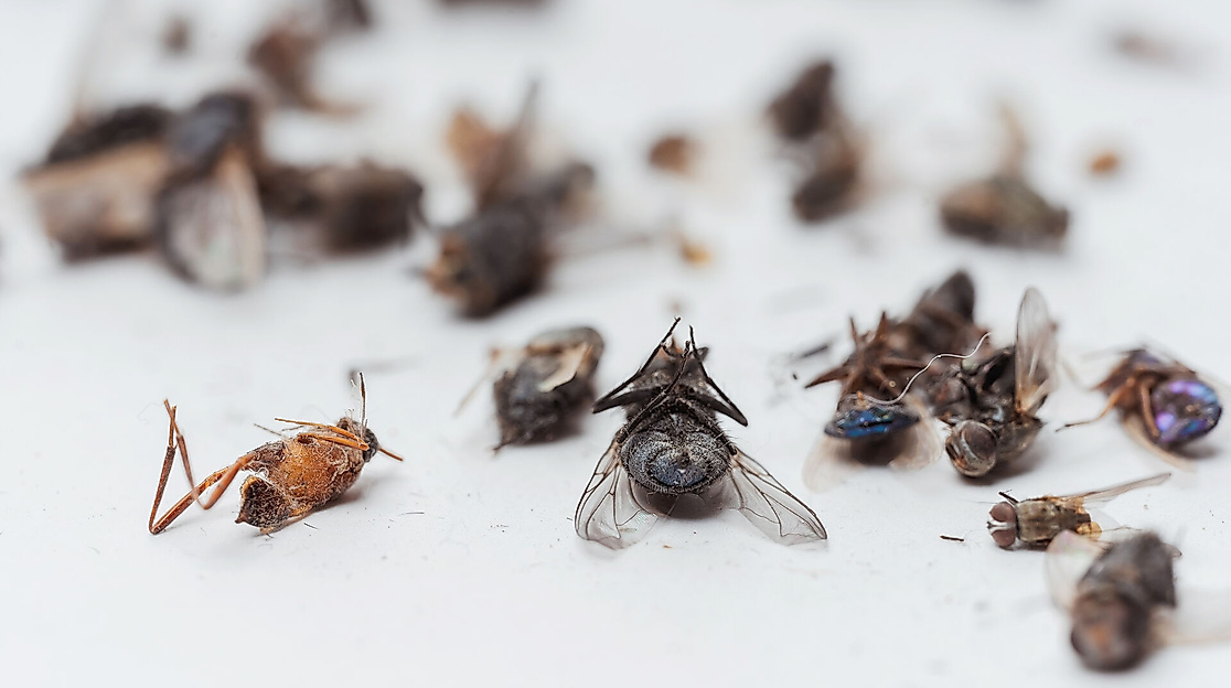 Das stille Sterben der Insekten