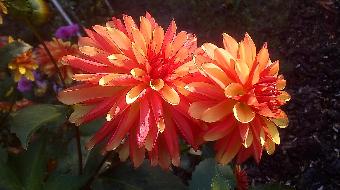 Gartenöffnung Garten Waidmann’s Ruh