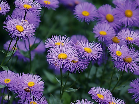 Wingster Staudentage