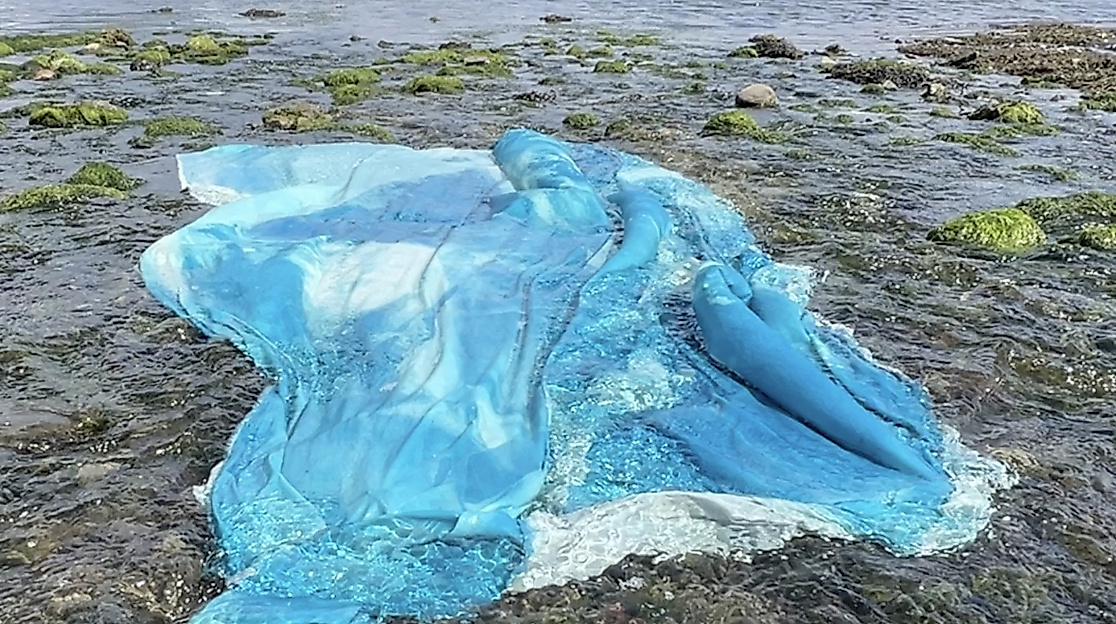 Chili Seitz, Intertidal