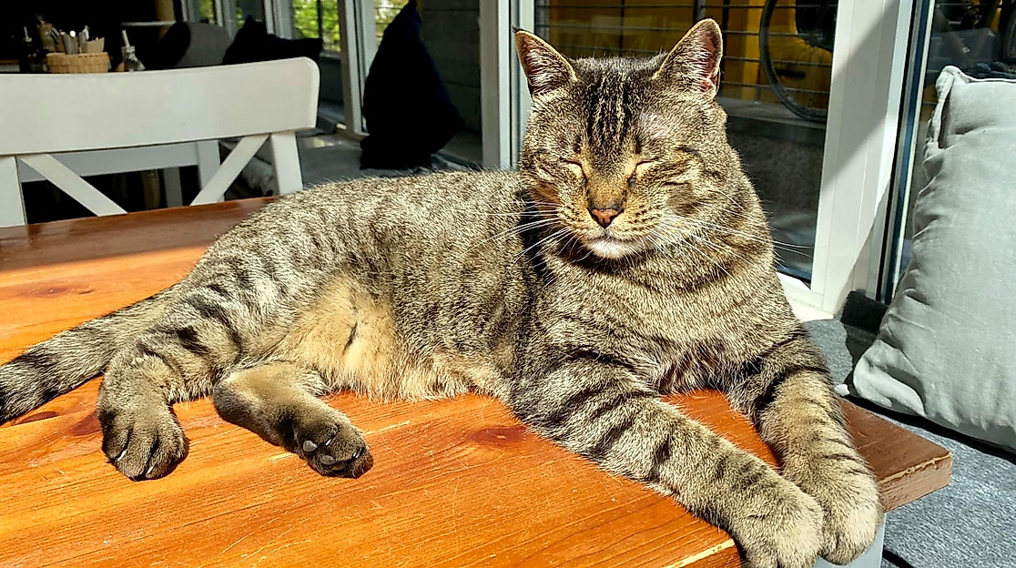 Katers Köök Katze Newman