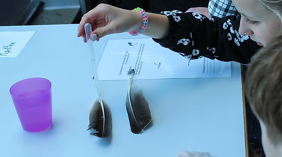 Warum können Vögel fliegen?