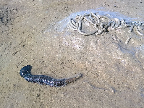 Wattwanderung "Dieksand"