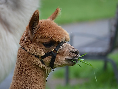 Valentinstag-Rundgang mit Alpakas