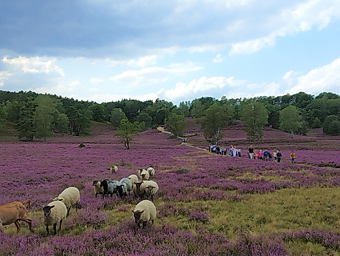 naturschutzgebiet-fischbeker-heide-loki-schmidt-stiftung
