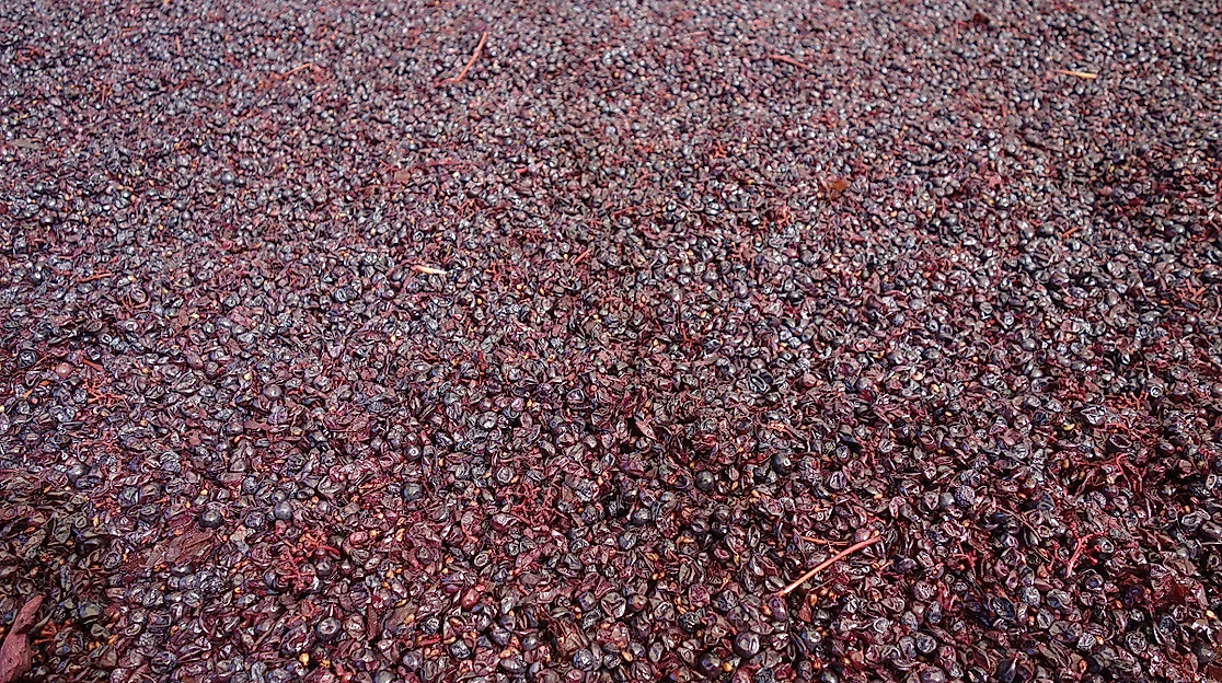 Gärende Rotweintrauben