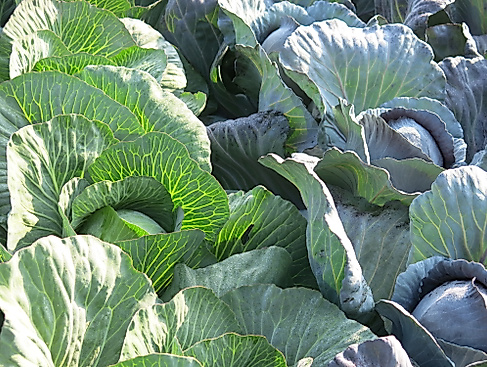 Verkaufsoffener Sonntag zu den Kohltagen