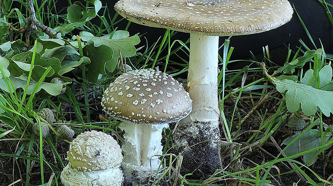 Natur - leicht gemacht: Pilze des Frühjahres in Heidewäldern und an Waldrändern