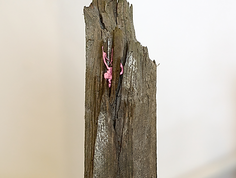 Stammbäume, Detal, 2025