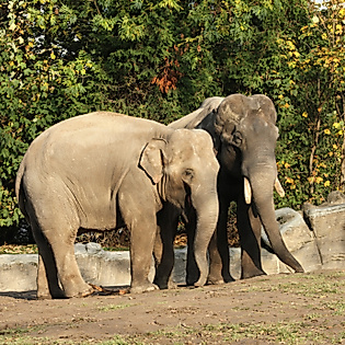 Zwei Elefanten im Freigehege von Hagenbecks Tierpark in Hamburg vor herbstlichem Hintergrund