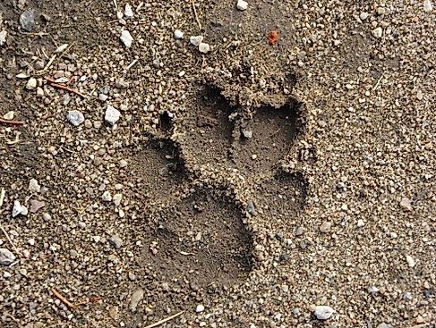 Fräulein Brehms Tierleben: Der Wolf