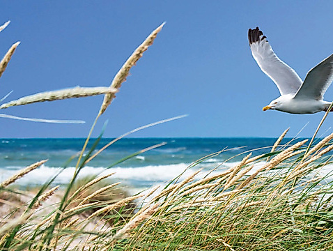 Strandentdeckertour - "Best of Baltic"