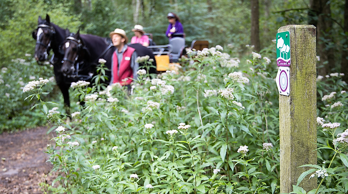 Naturführung mit der Wagonette