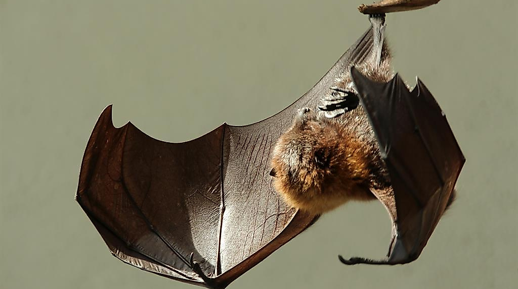 Fledermäuse - Jäger der Nacht