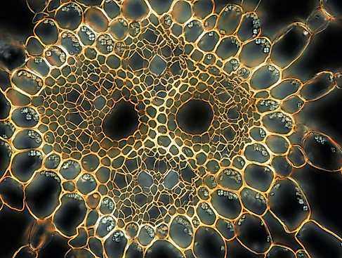 Hydrocharis morsus-ranae Ausläufer quer zentraler Leitbündelstrang