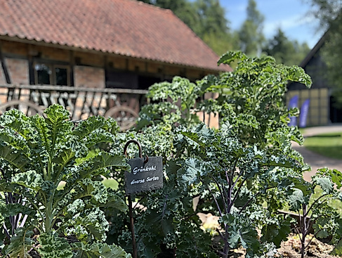 KOHL – KOHL – KOHL ?