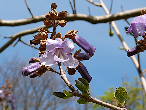 Chinesischer Blauglockenbaum