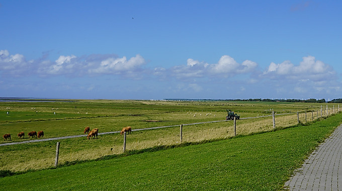 Wildnistour: mit dem Ranger zu den Brutvögeln