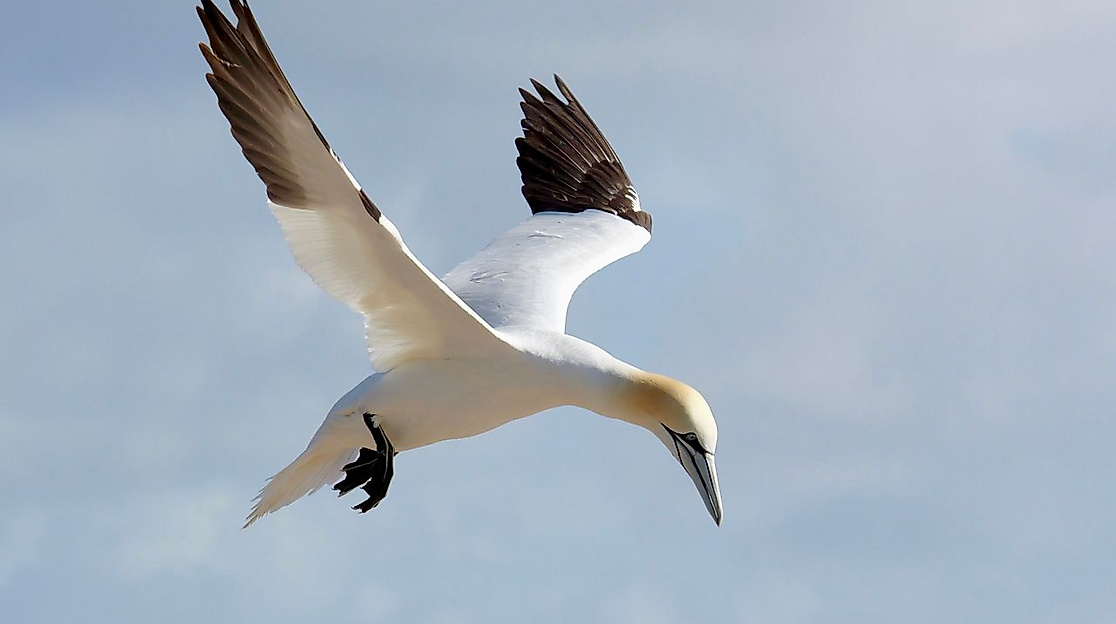 Basstölpel am Lummenfelsen auf Helgoland