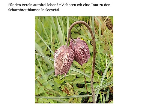 Radtour zur Schachbrettblume