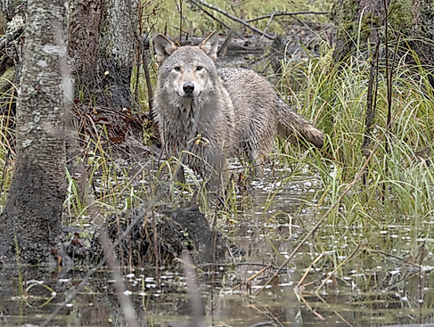 WOLF