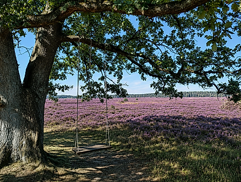 Feierabendwanderung zum Herbstanfang in der Döhler Heide