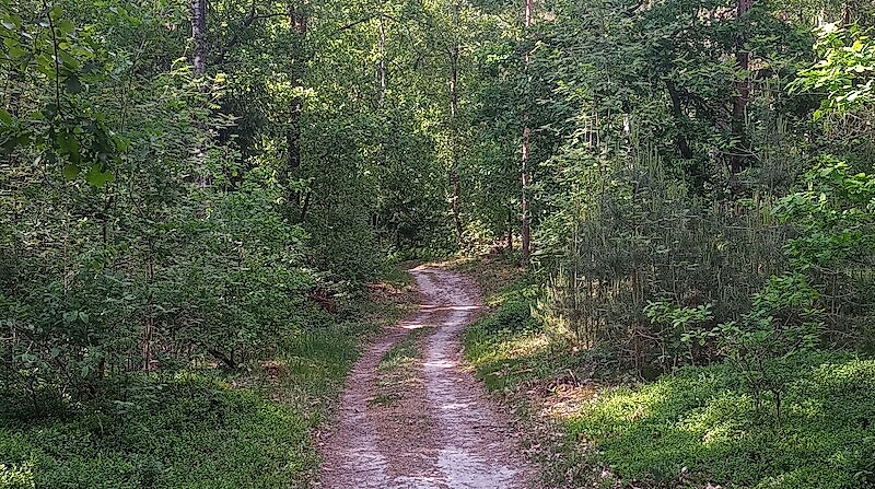 Wanderung mit Entdeckungen im Stadtwald (nördlicher Teil)