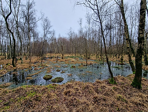 Naturerlebnis Möreler Moor