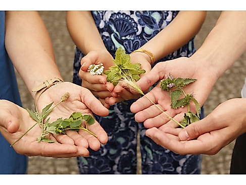 Kräuterspaziergang 3h Berlin, Hamburg