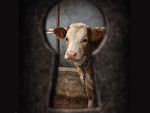 26-09-29 plakat_unsichtbar_b©Verein Tierrechte e.V.