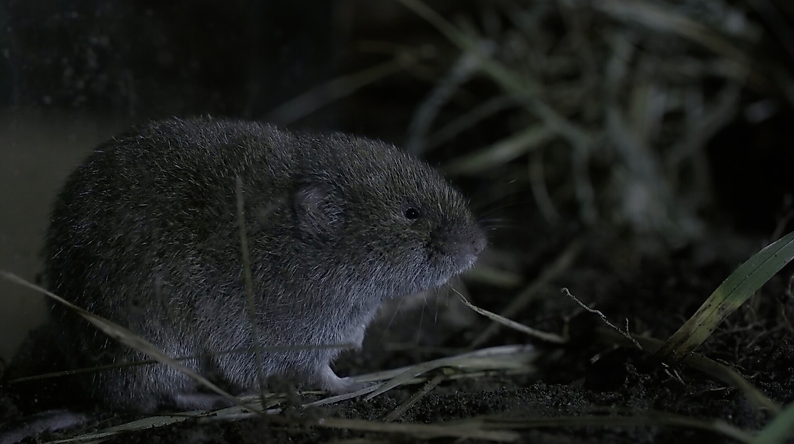 Die Bayerische Kurzohrmaus