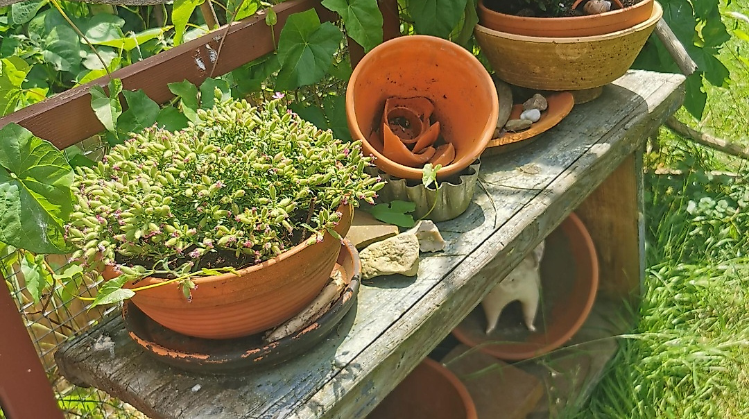 Gartenöffnung Lady Buttercups World