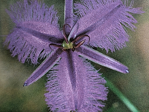 FringedViolet