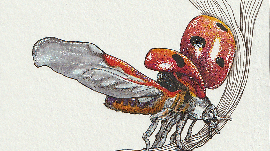 schaeferhoff_marienkäfer_2026.1