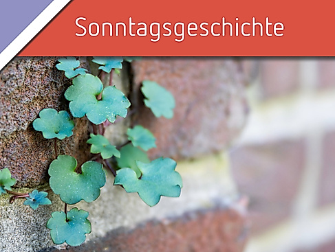 Sonntagsgeschichte: Lebensraum Hauswand – Exkursion zu Fassadengrün in der Lüneburger Innenstadt