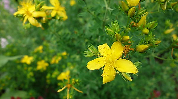 DSC00099