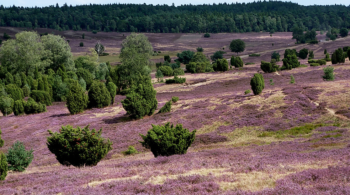 Lueneburger Heide