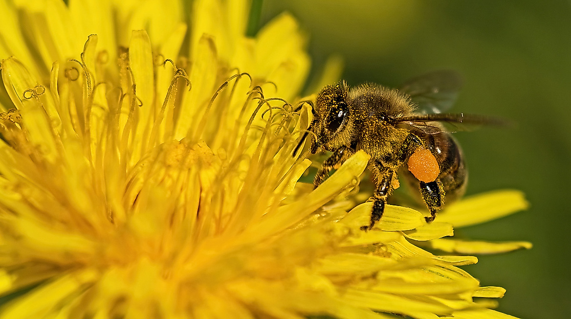 Honigbiene auf Löwenzahn