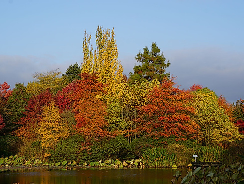 Herbstfärbung