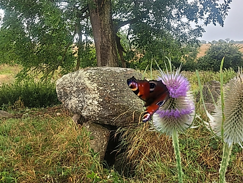 urdolmen-fehmarn-schmetterling