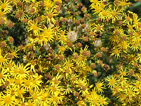 Jakobsgreiskraut, Blütenstand