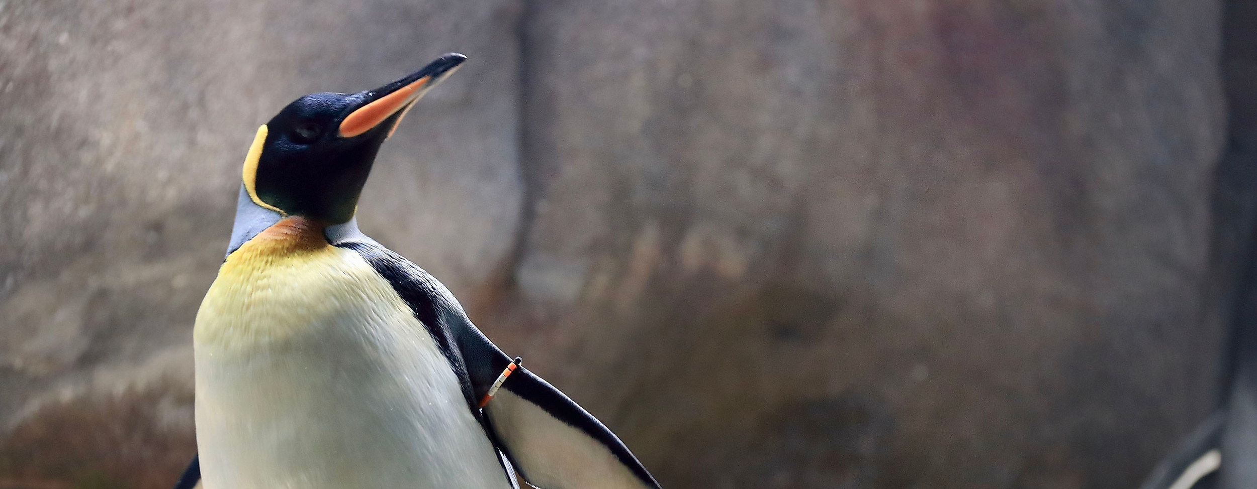 Eismeer im Tierpark Hagenbeck