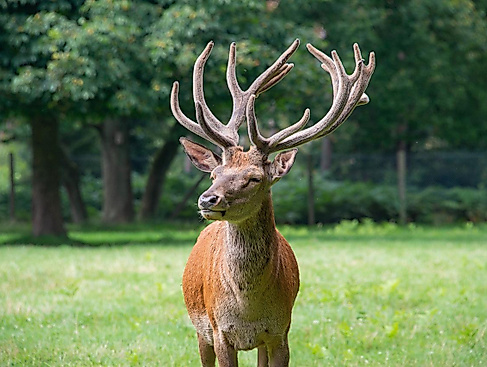 Bild von Siegfried Poepperl auf Pixabay