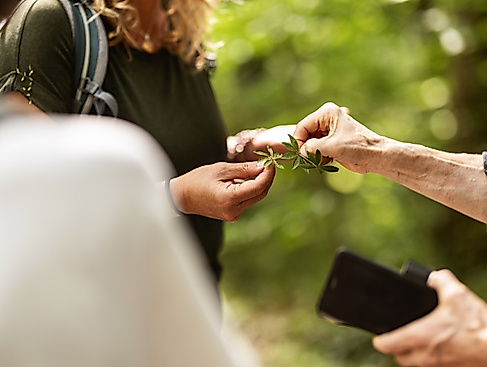 Schnupper Kräuterwanderung