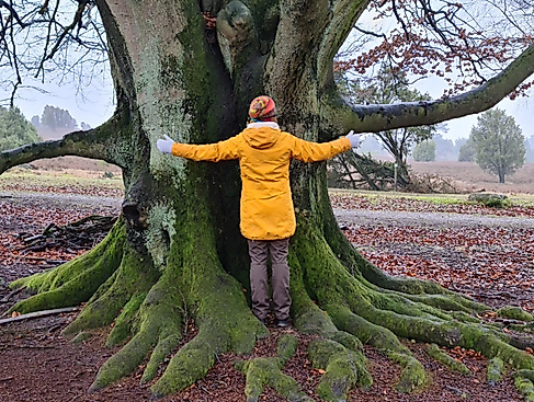 Waldyoga mit Miriam Lütjen