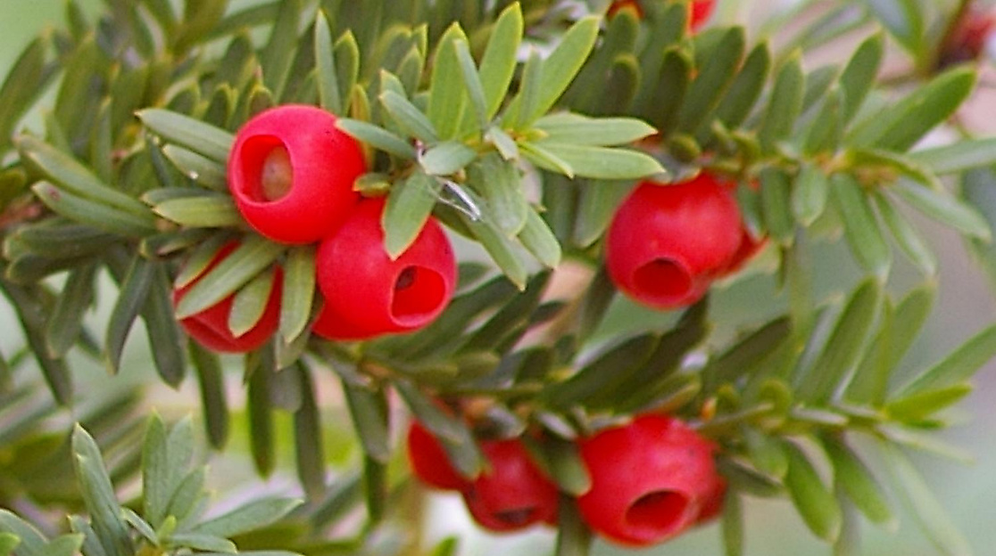 Eibe - Giftpflanze des Jahres 2011