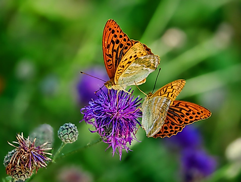 butterflies-3205038_1920